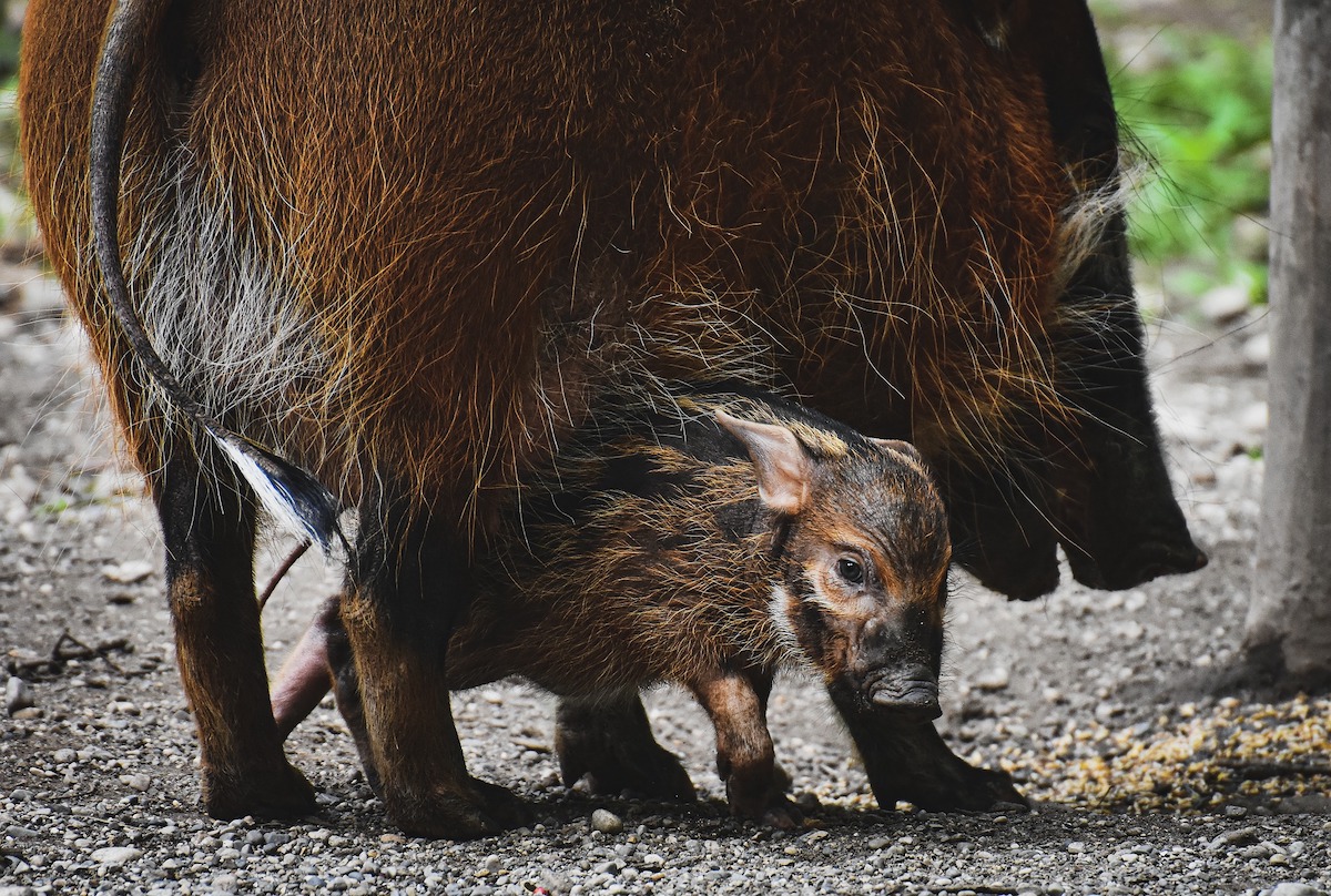 Peste suina africana, cos’è? I rischi per l’uomo e per i cani