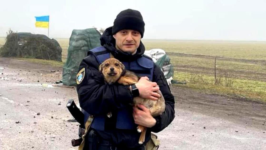 Cani ucraini da adottare