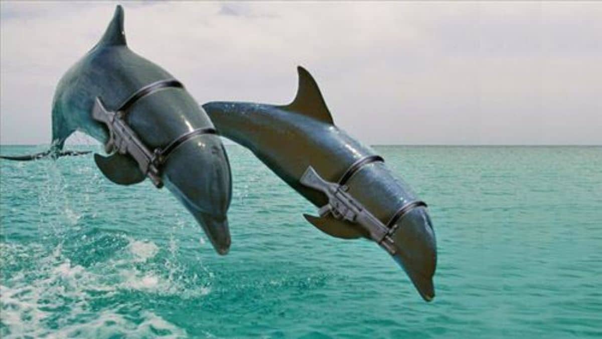 Delfini da guerra: così la Russia trasforma i mammiferi marini in militari