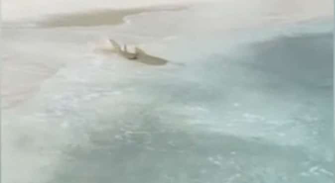Egitto, turiste uccise da uno squalo nel Mar Rosso: chi sono le vittime dell’aggressione