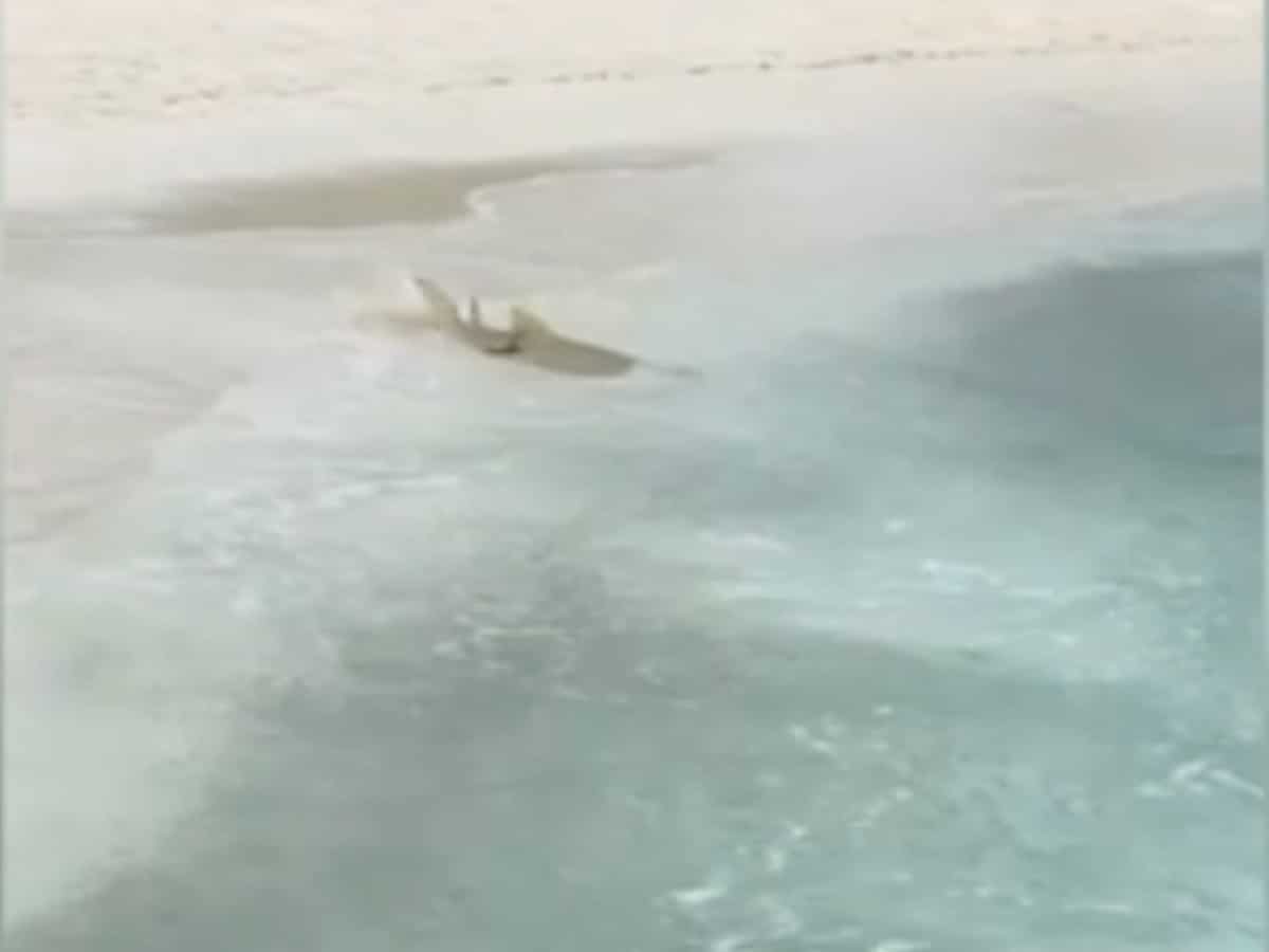 turiste uccise da uno squalo nel Mar Rosso