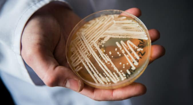 Fungo killer “Candida auris”: cos’è, come avviene il contagio e quali sono i sintomi