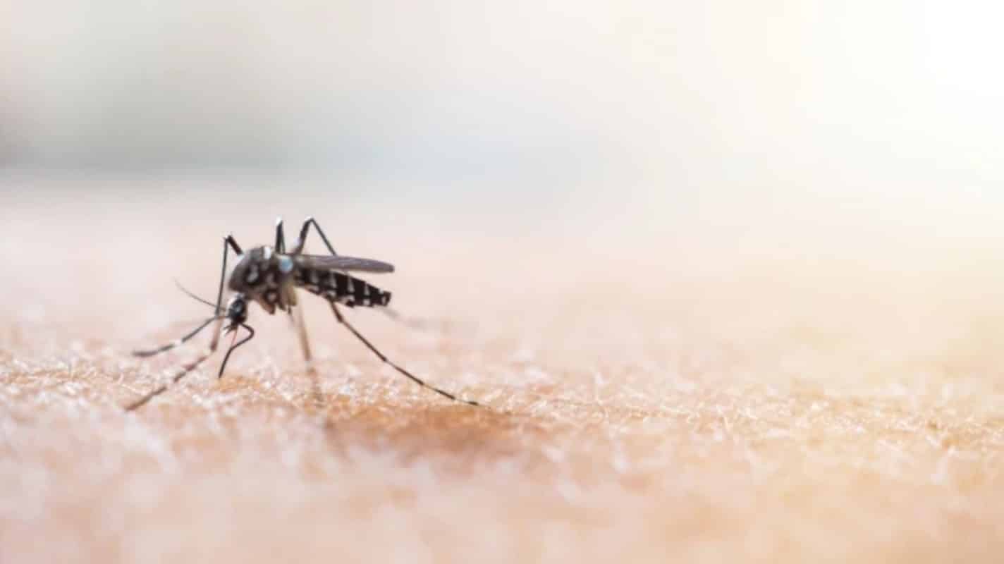 West Nile Virus in Veneto, primo caso umano accertato a Padova: sintomi e come si cura la febbre del Nilo