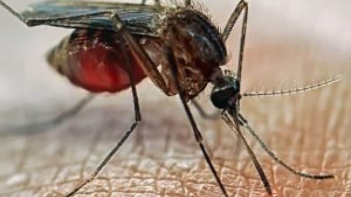 West Nile virus: cos’è, sintomi e dove si registrano le prime vittime in Italia