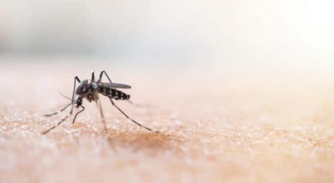 Virus dengue, bambino ricoverato ad Arezzo dopo un viaggio a Cuba: sintomi e cure della malattia