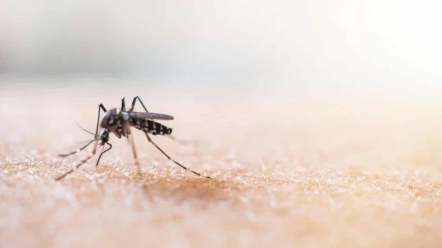 Allarme Dengue, arriva la circolare: le misure anti-zanzare e i sintomi a cui prestare attenzione