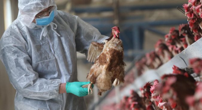 C'est une urgence de grippe aviaire. Près de 2 500 foyers en Europe