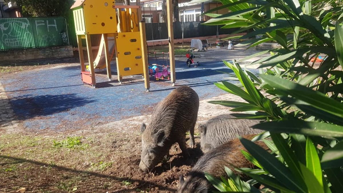 Cinghiali in una scuola materna, gli animali fanno irruzione: spavento per i bambini