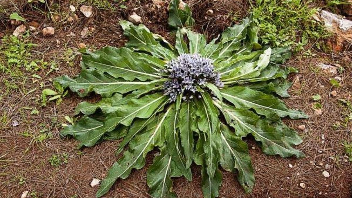 Napoli, mandragora scambiata per spinaci: avvelenamento e intossicazioni da verdure velenose