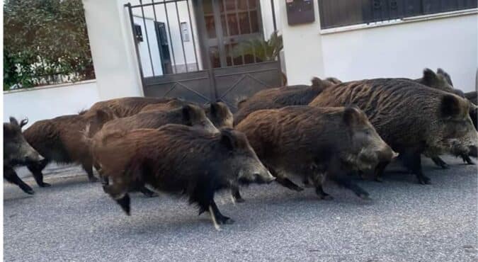 Roma, i cinghiali invadono la città: Salvini e il senatore di FdI Luca De Carlo attaccano Gualtieri