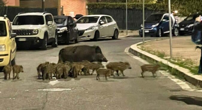 Scooter contro un cinghiale, in coma un 58enne a Roma