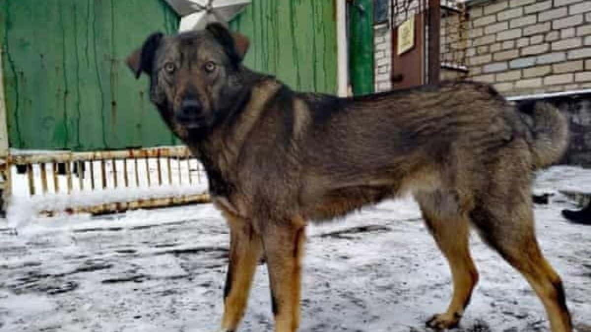 A Chernobyl i cani sono mutati: incredibile scoperta nell’aerea dove 37 anni fa ci fu lo scoppio della centrale