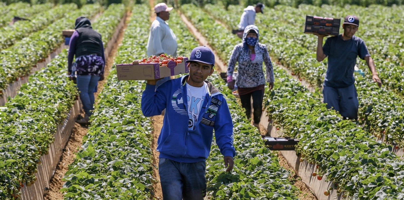 Migranti, click day per oltre 82mila lavoratori stagionali