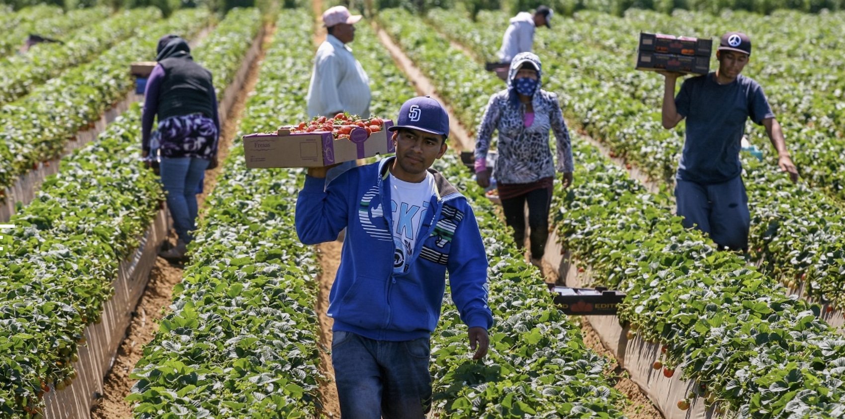 In agricoltura il primato degli incidenti sul lavoro