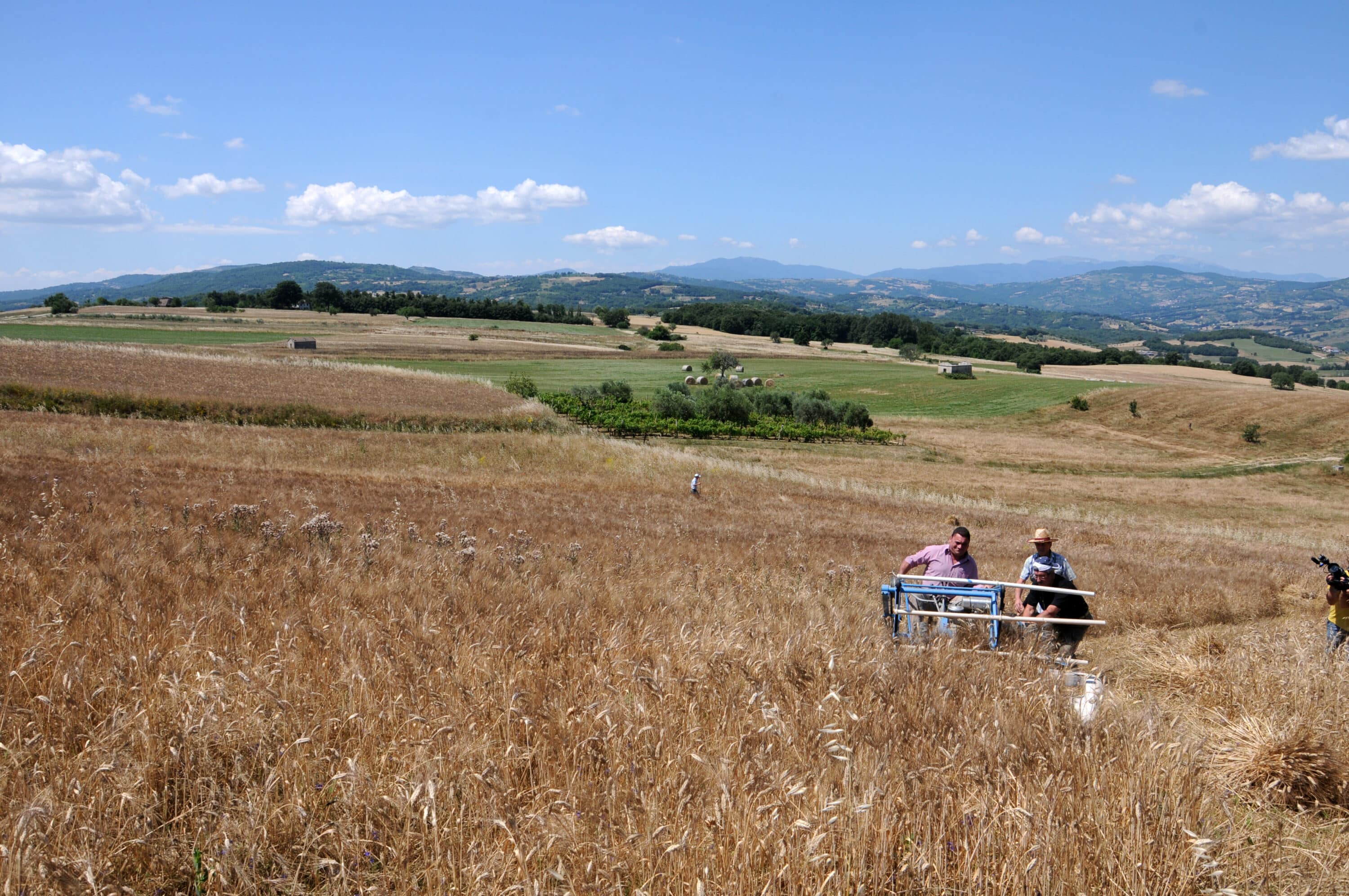 Stop all’import di grano ucraino da Polonia e Ungheria, le proteste dell’Ue