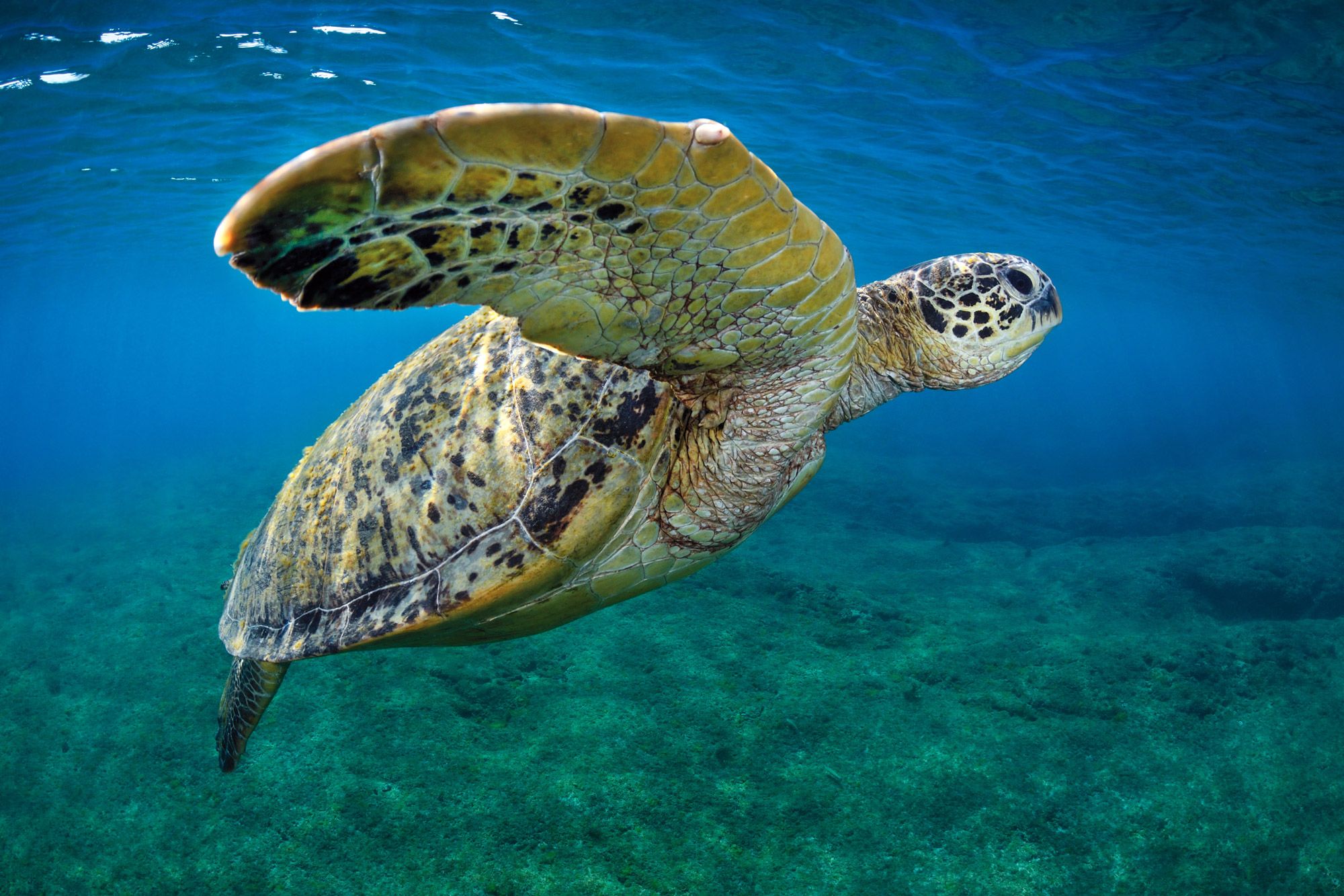 Biodiversità, allarme Wwf: l’Italia è ricca ma troppo fragile