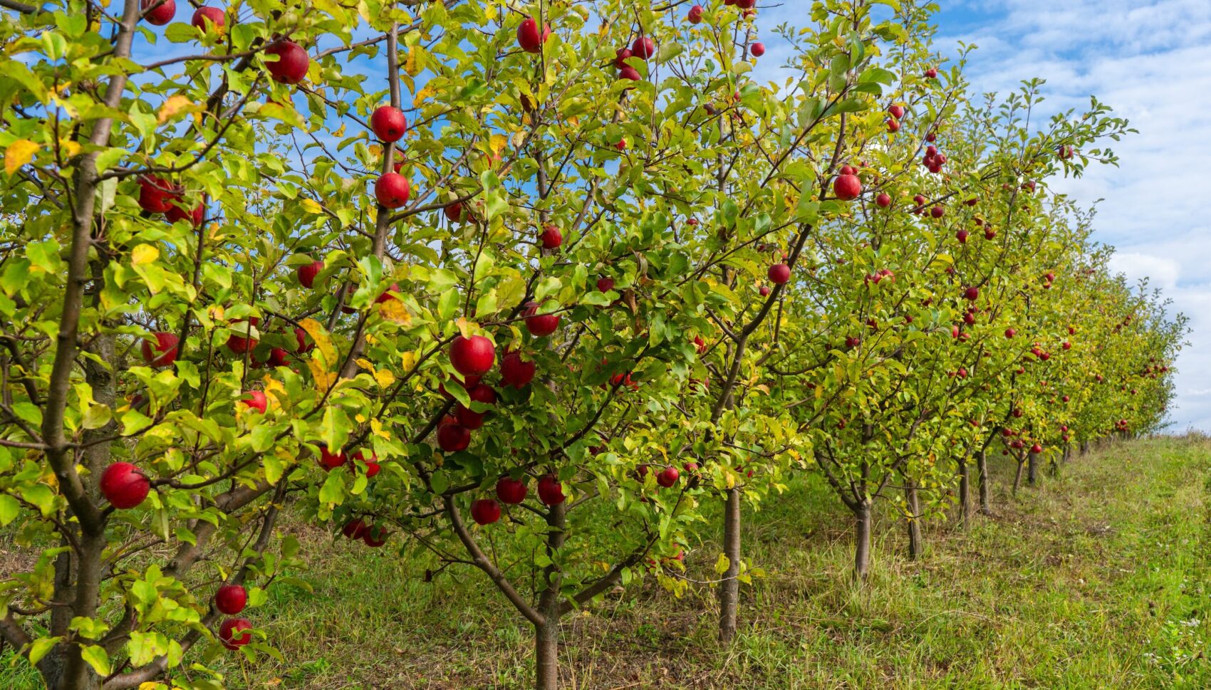 Ogni anno scompare una pianta da frutto su cinque