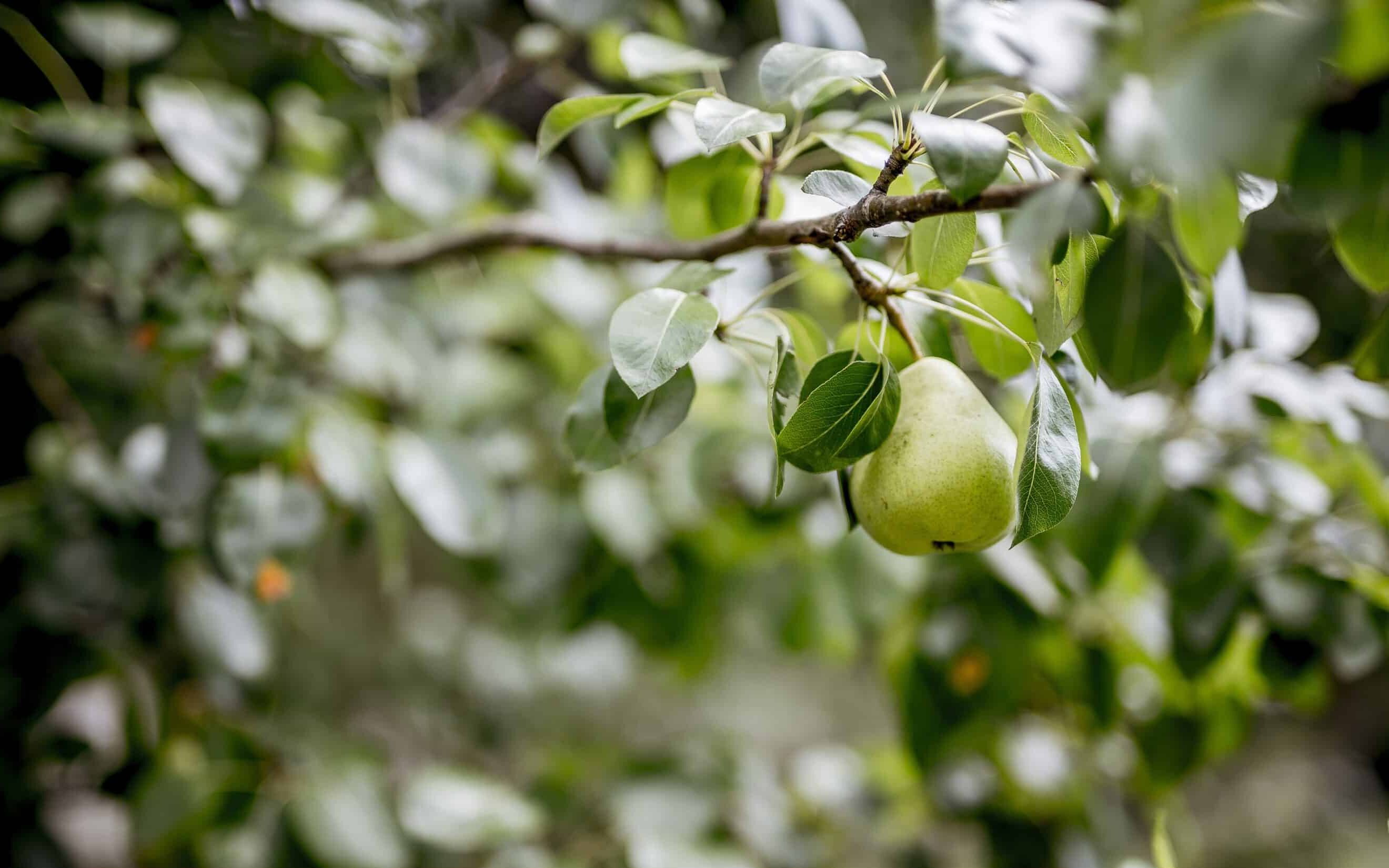 Coldiretti: in Italia persi 3 frutti su 4