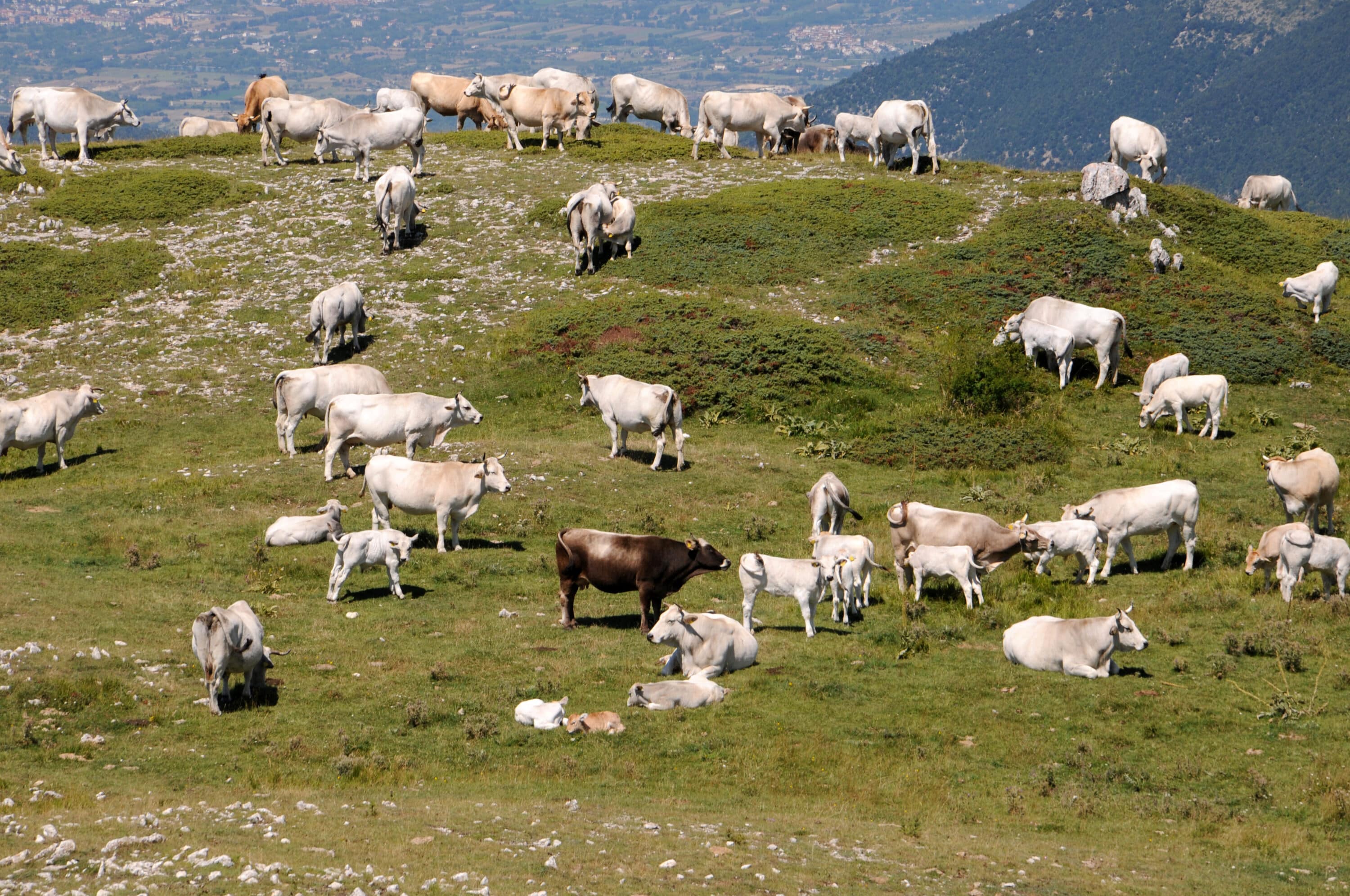 Operazione contro la mafia dei pascoli: 25 arresti per fermare le truffe sui fondi Ue