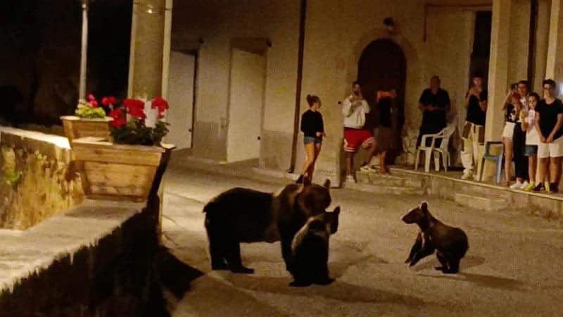 Uccisa a fucilate l’orsa Amarena in Abruzzo: si cercano i suoi cuccioli