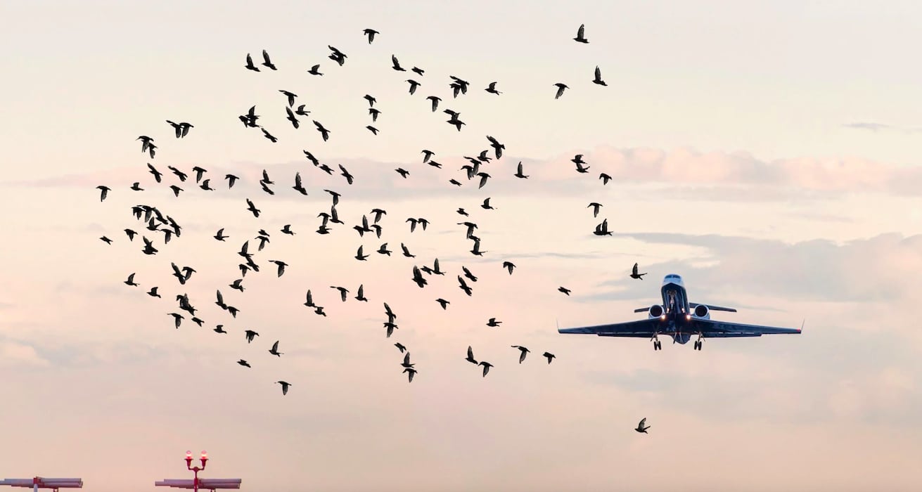 Bird strike, Enac: in un anno 2.168 impatti tra aerei e animali