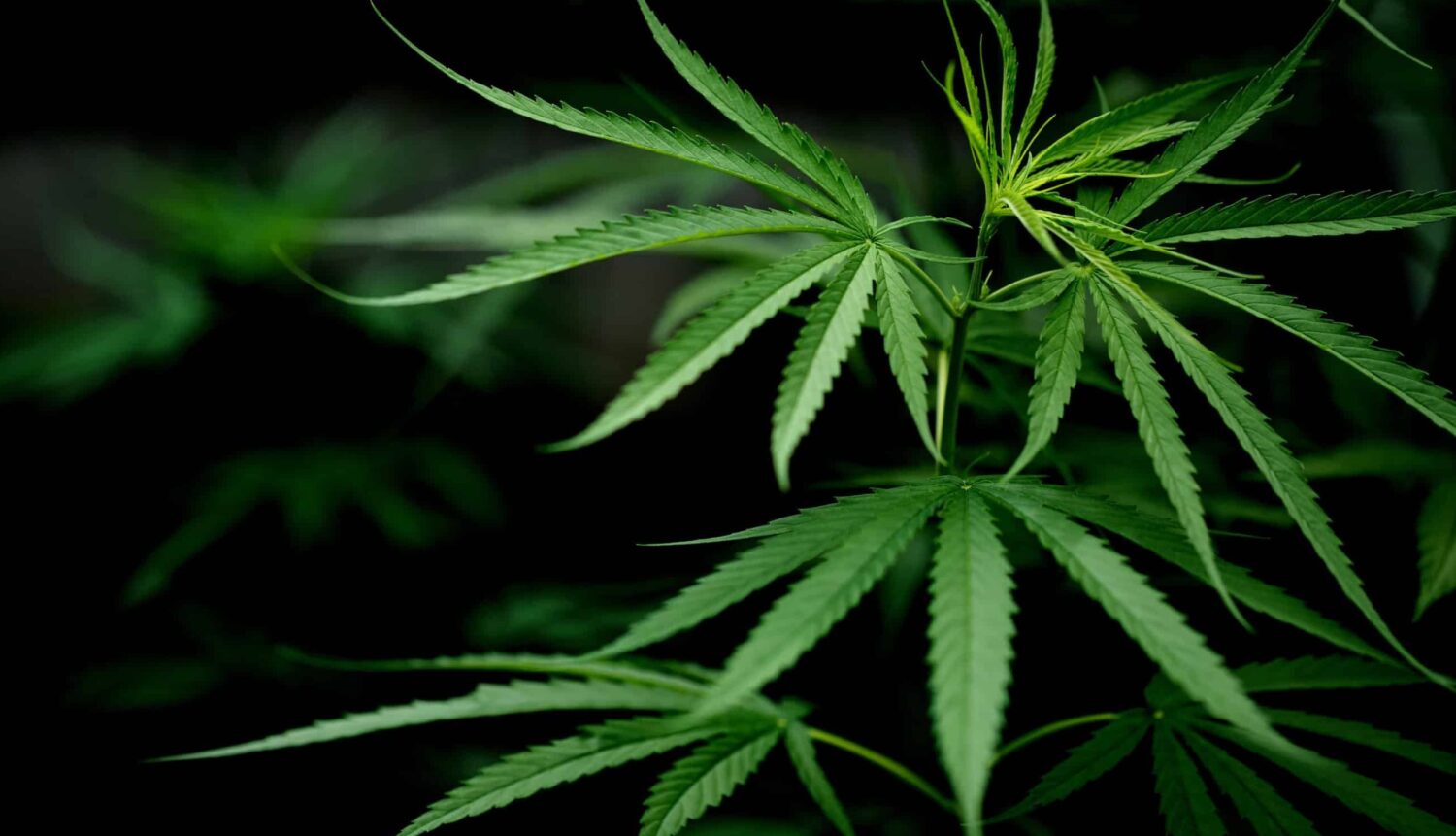 Uno scontro… stupefacente sui loghi della cannabis
