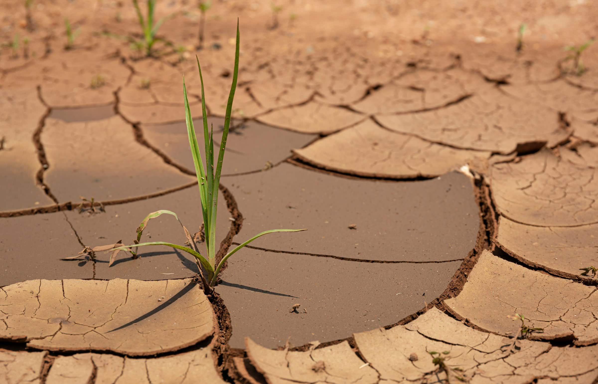 Il grano brucia, la produzione crolla del 20%. L’allarme di Coldiretti