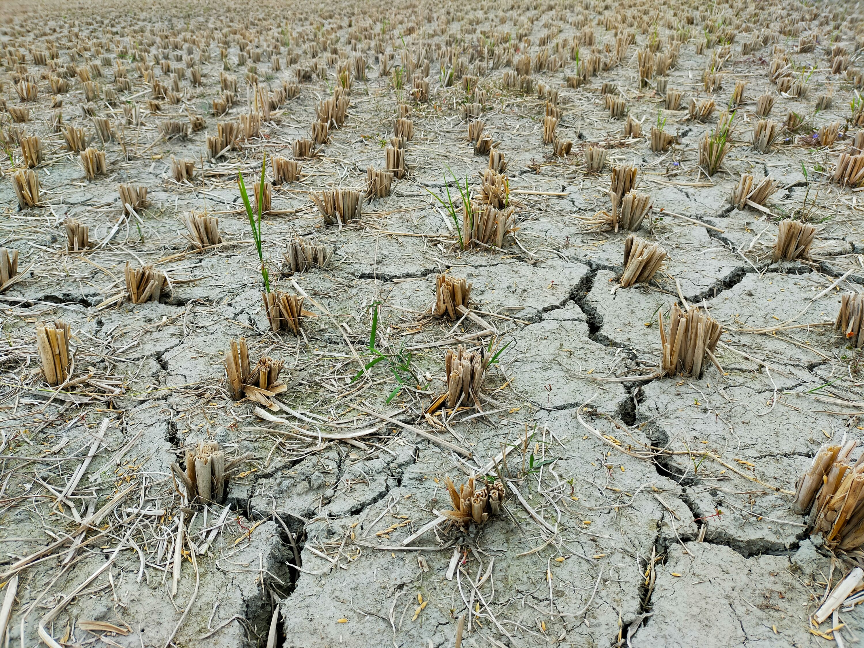 Il cambiamento climatico è una piaga che toglie il sonno agli italiani: il 58,1% della popolazione è preoccupata per i disastri causati dal clima impazzito