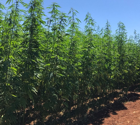 Dl Sicurezza: vacilla il divieto alle infiorescenze della canapa. Esulta la filiera colpita da Salvini