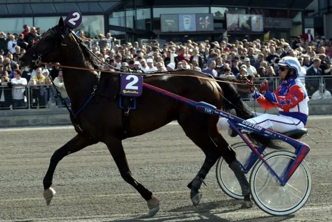 chi 232 varenne il cavallo da trotto pi249 famoso e vincente della storia dell8217ippica morto oggi a 31 anni da Lanotiziagiornale.it chi 232 varenne il cavallo da trotto pi249 famoso e vincente della storia dell8217ippica morto oggi a 31 anni